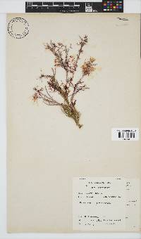 Amphiroa ephedraea image