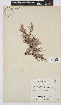Amphiroa ephedraea image