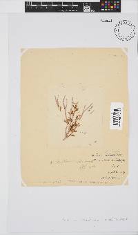 Amphiroa ephedraea image