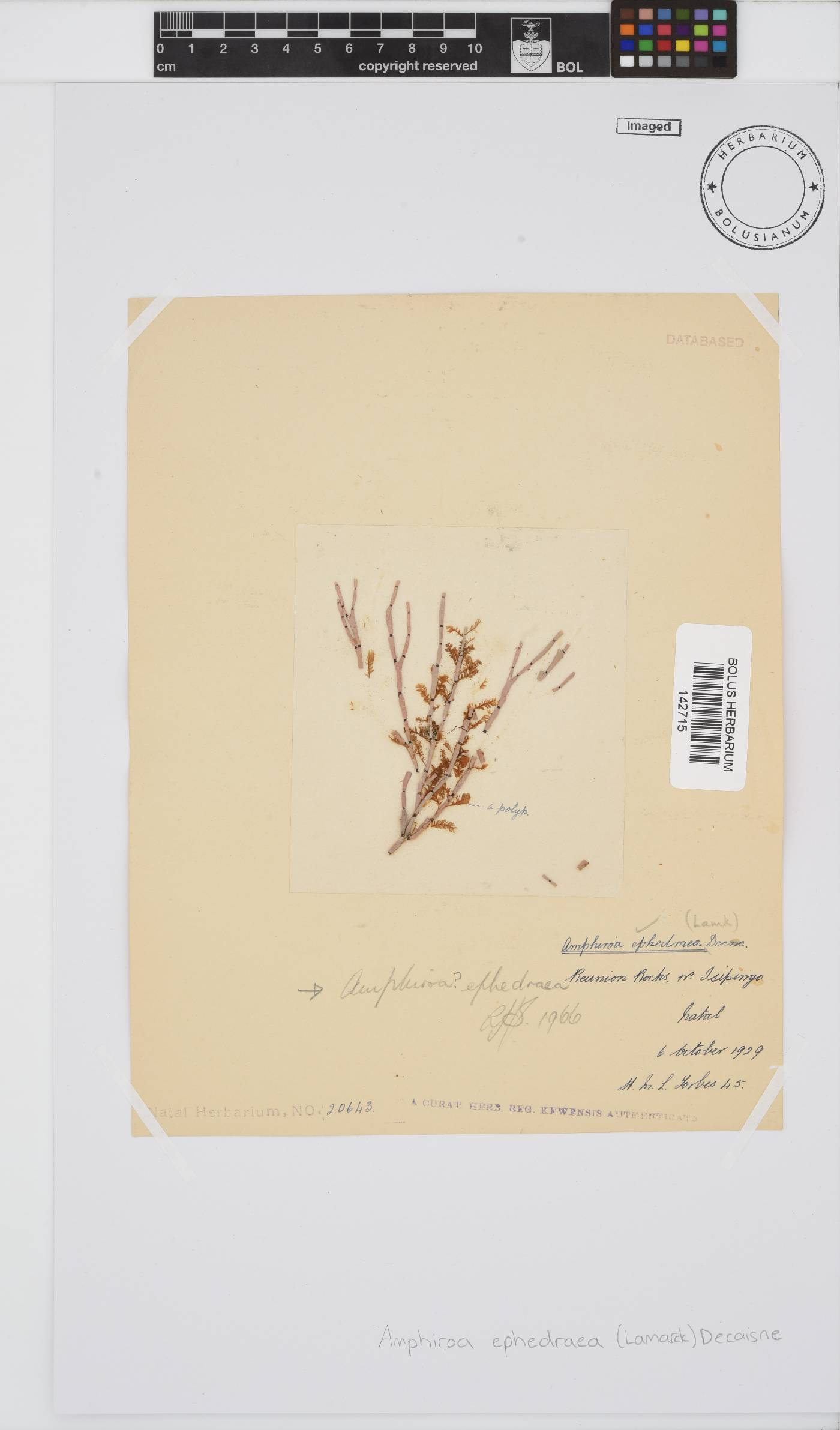 Lithophyllaceae image