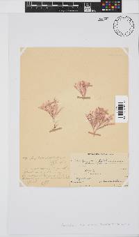 Amphiroa ephedraea image