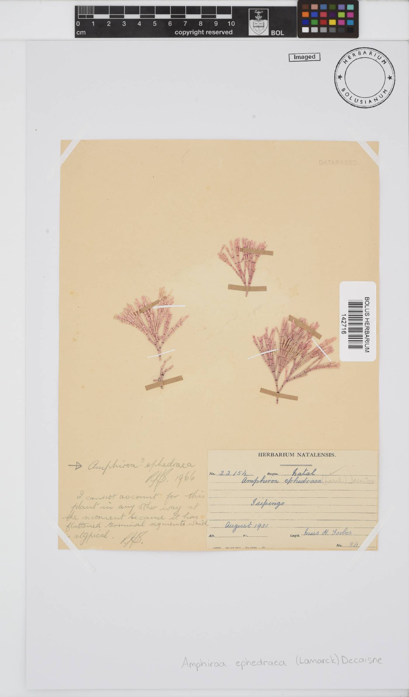 Amphiroa image