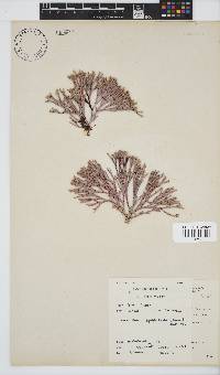 Amphiroa ephedraea image