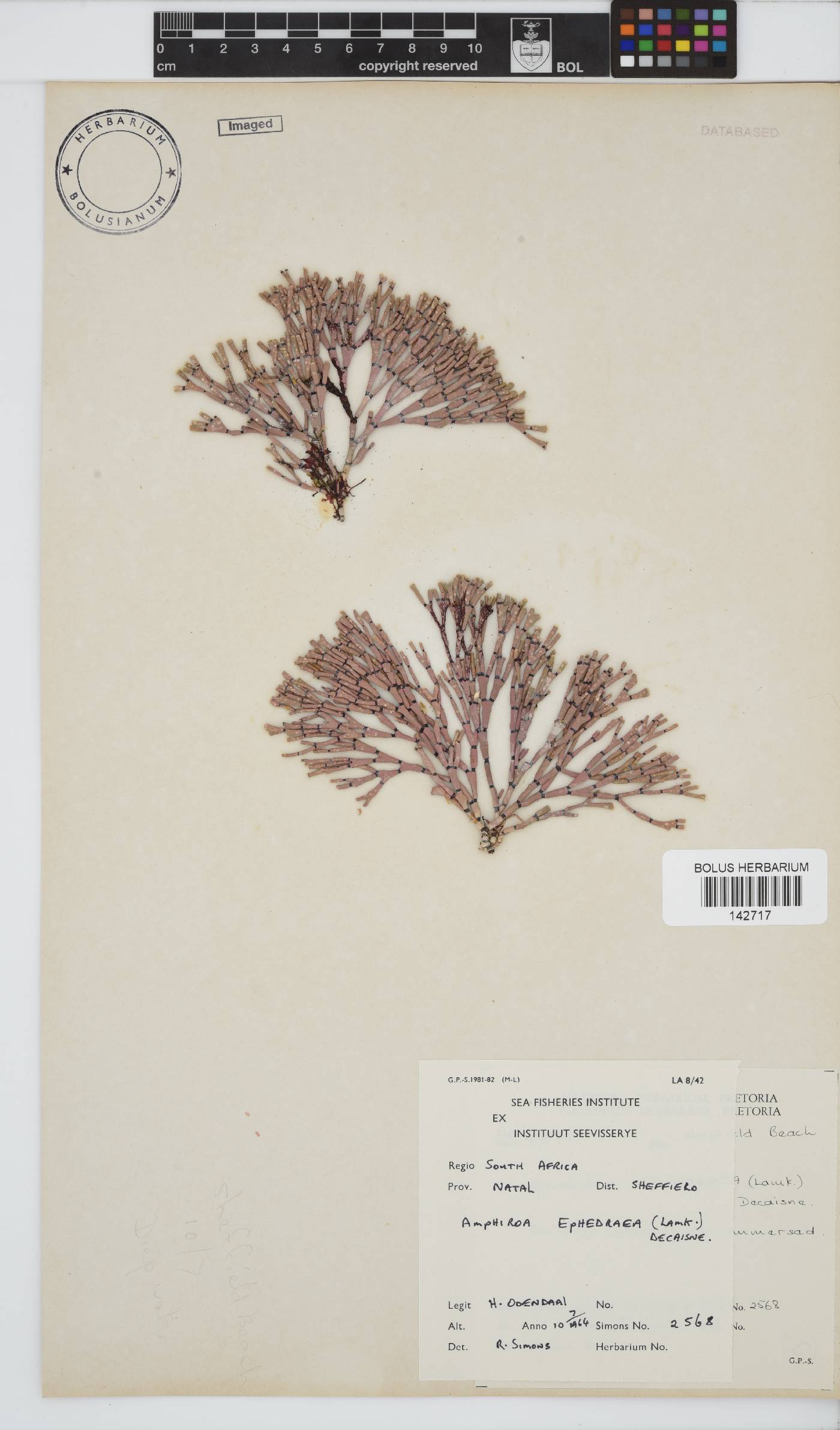 Amphiroa image