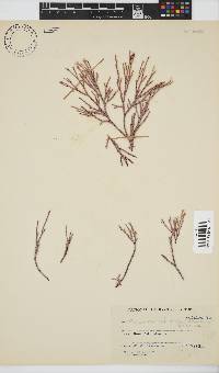 Amphiroa ephedraea image