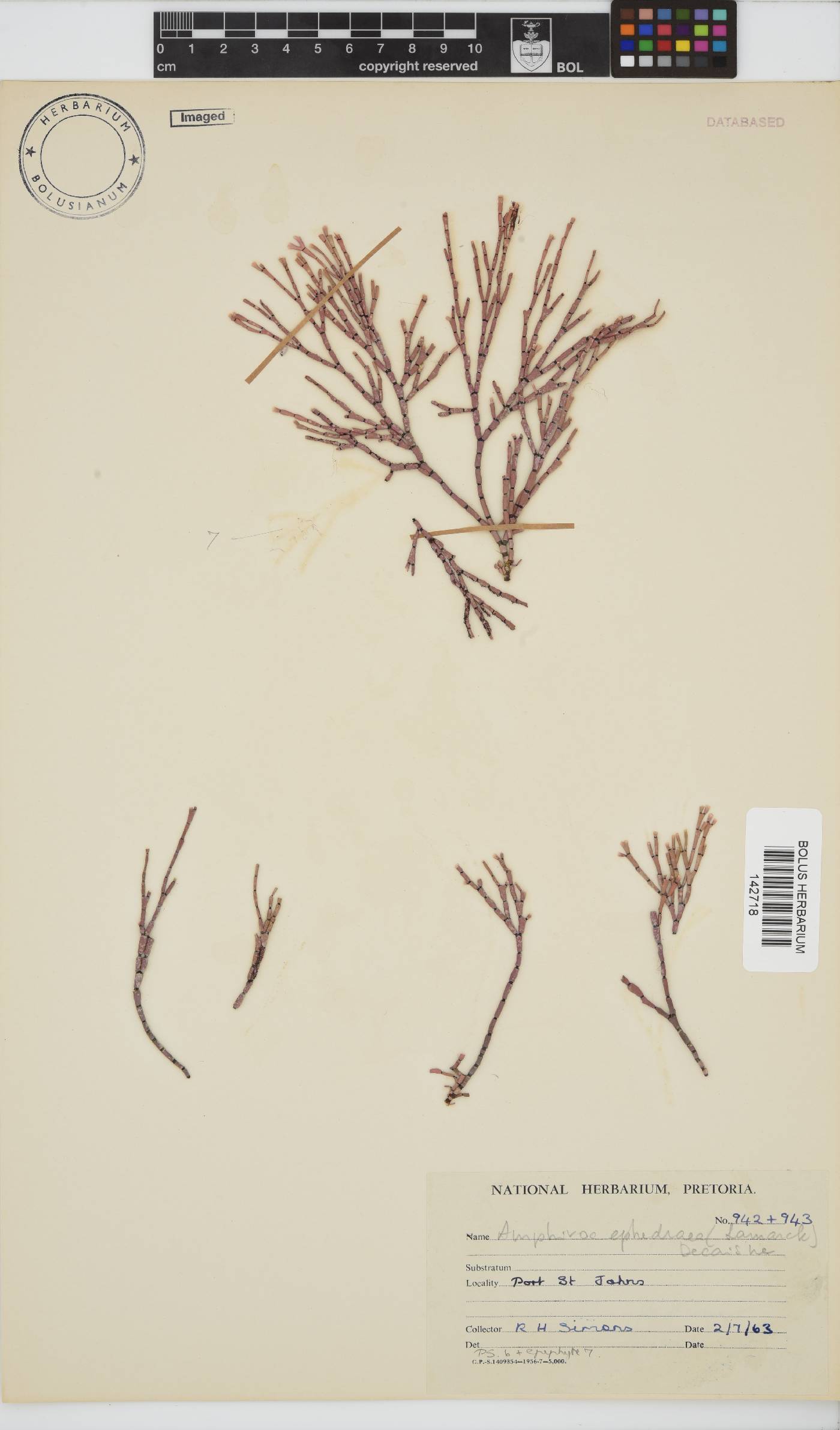 Lithophyllaceae image