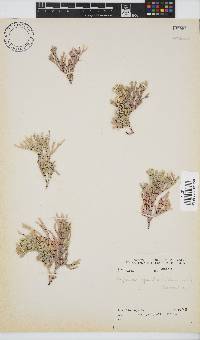 Amphiroa ephedraea image
