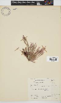Amphiroa ephedraea image
