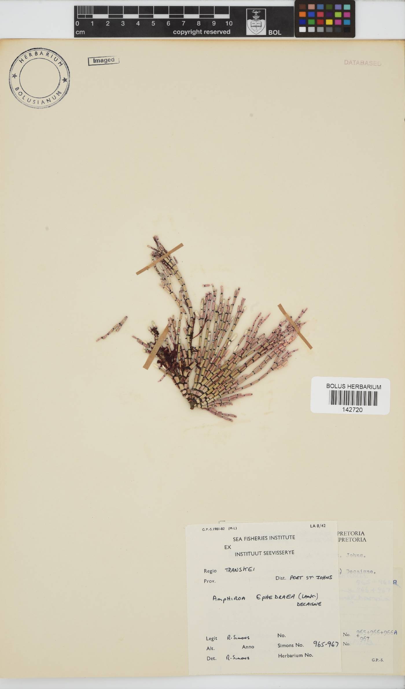 Amphiroa ephedraea image