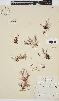 Amphiroa ephedraea image
