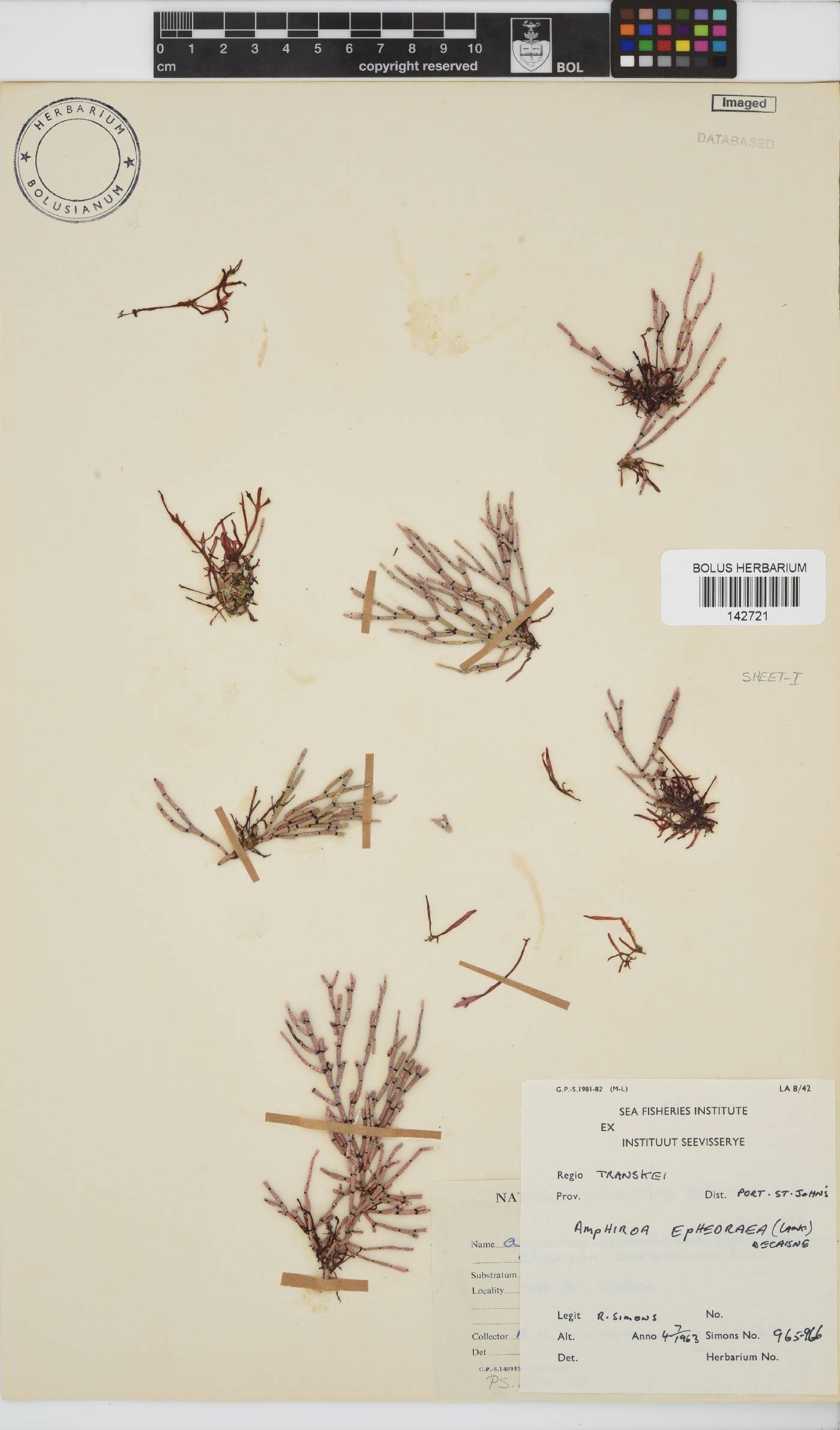 Lithophyllaceae image