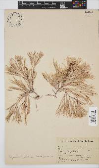 Amphiroa ephedraea image