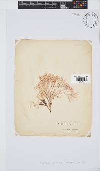 Amphiroa ephedraea image