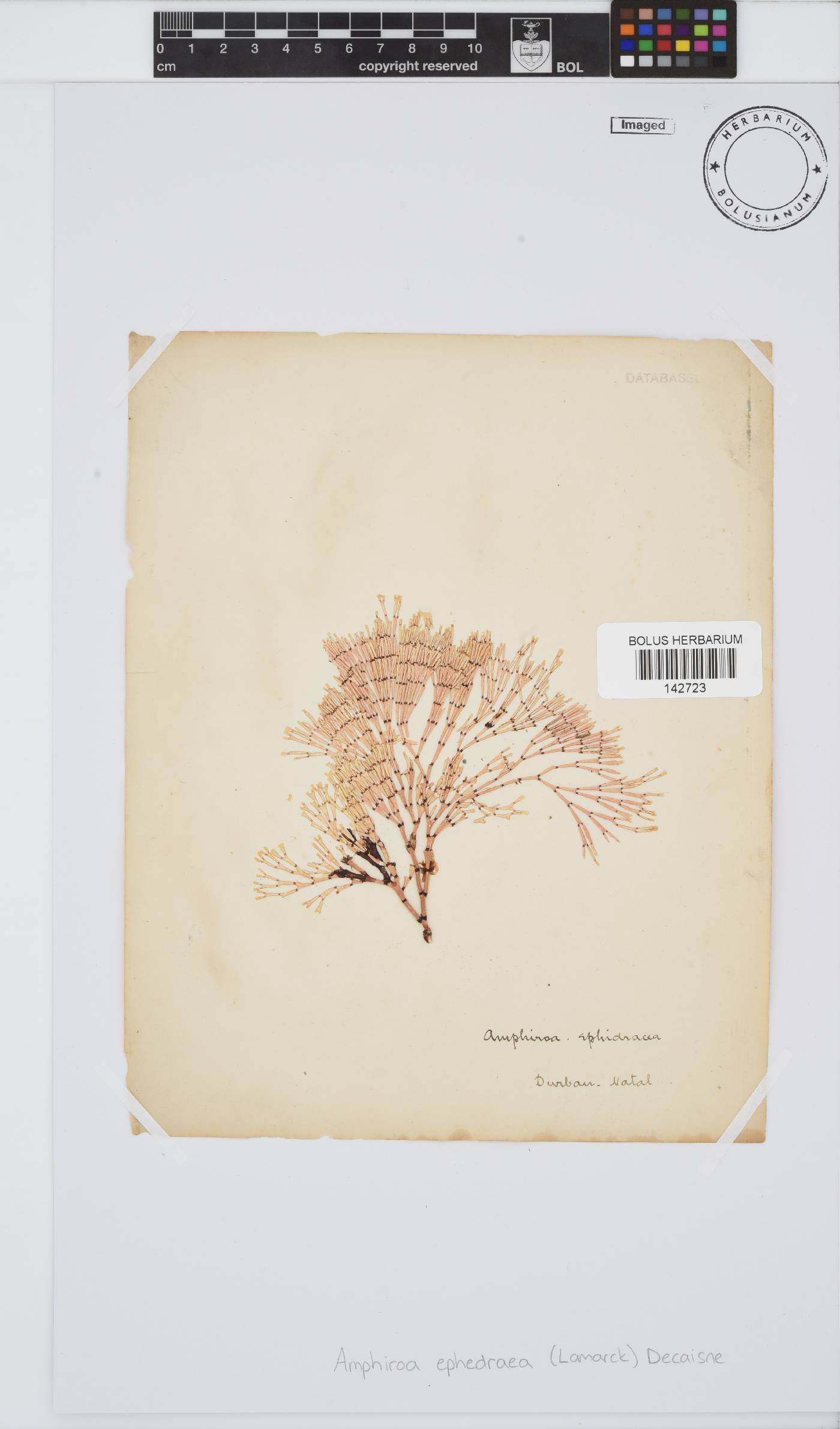 Amphiroa ephedraea image