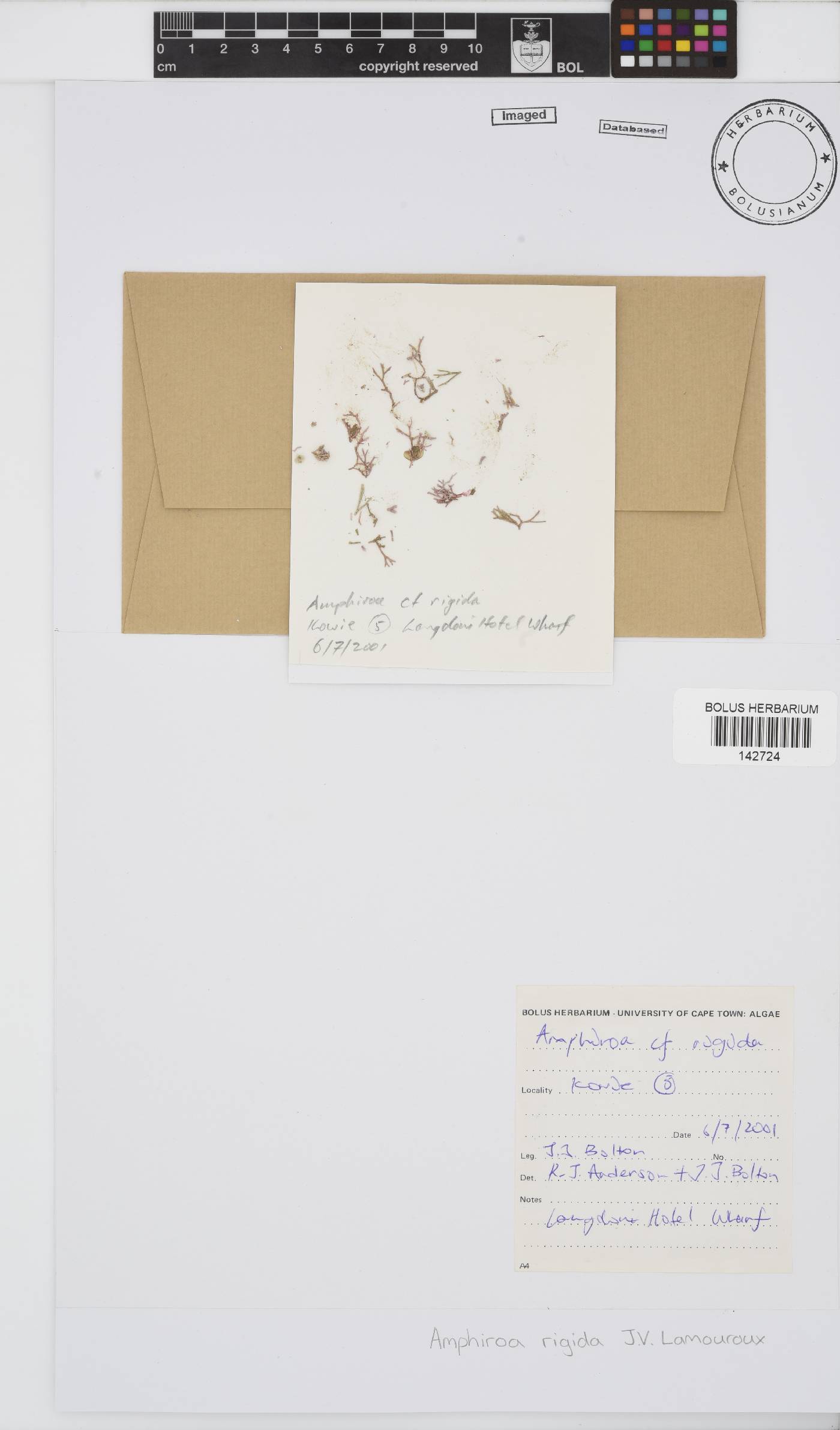 Amphiroa rigida image
