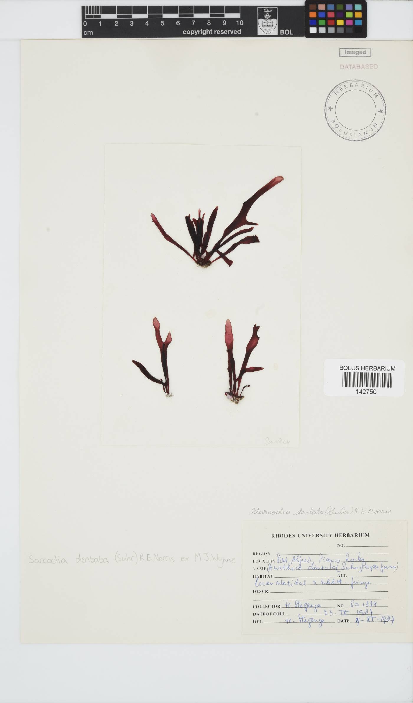 Sarcodiaceae image