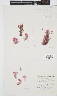 Anotrichium furcellatum image