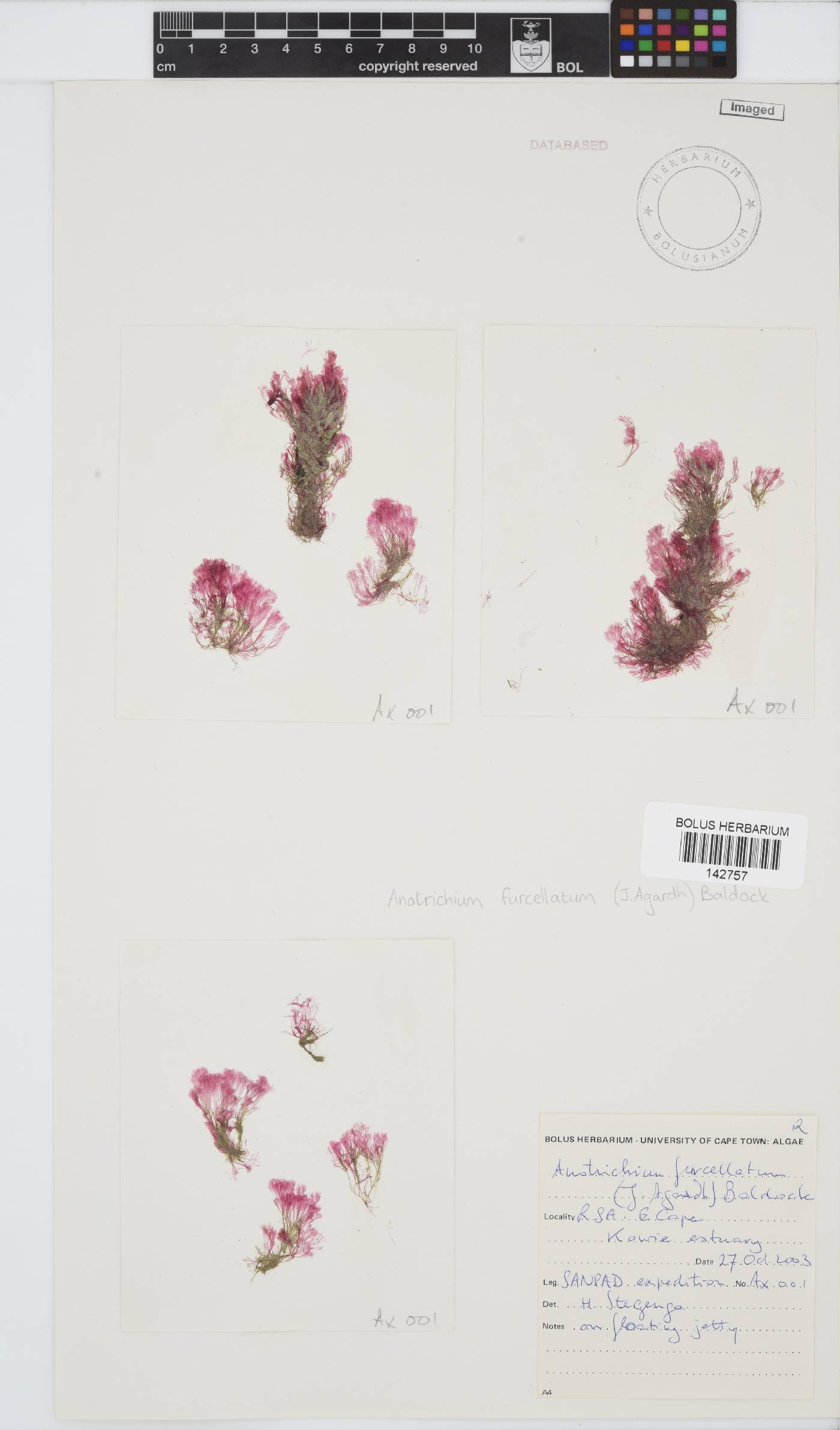 Anotrichium furcellatum image