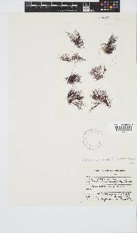 Anotrichium tenue image