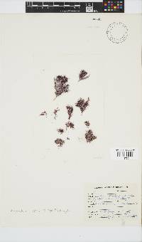 Anotrichium tenue image