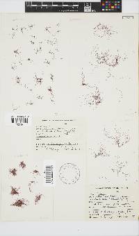Anotrichium tenue image