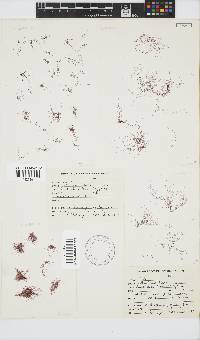 Anotrichium tenue image