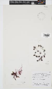 Anotrichium tenue image