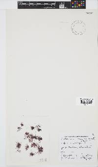Anotrichium tenue image