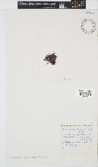 Anotrichium tenue image