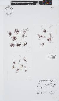 Anotrichium tenue image