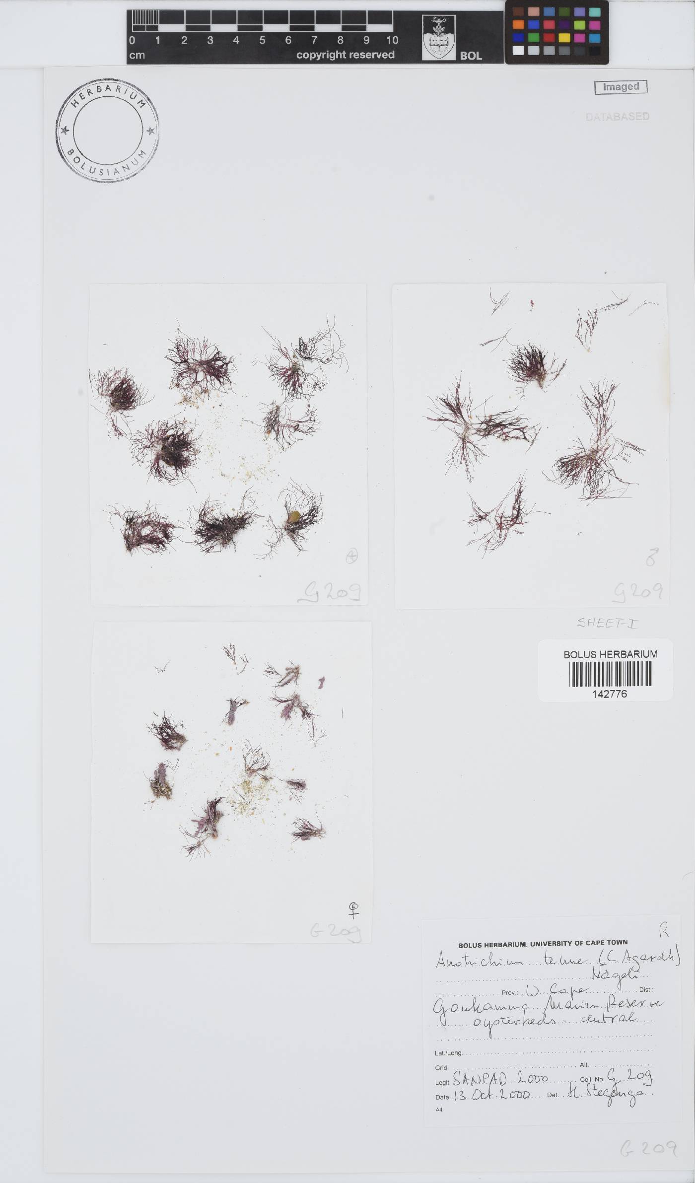 Anotrichium tenue image