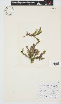 Anotrichium tenue image