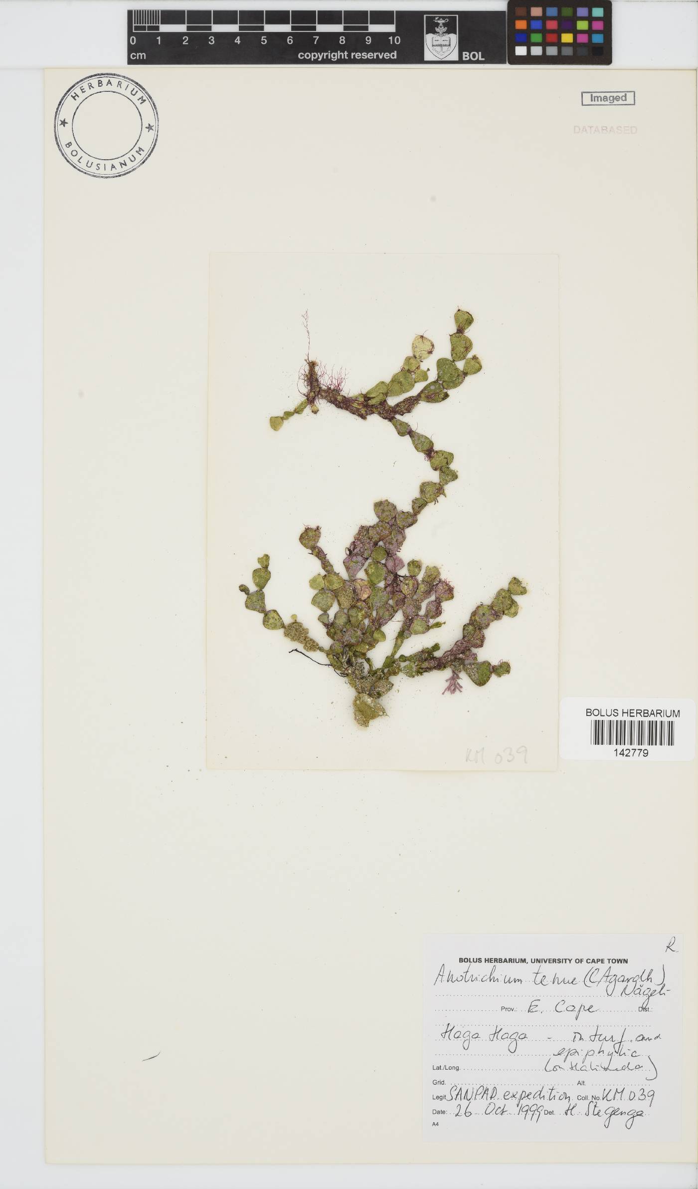 Anotrichium tenue image