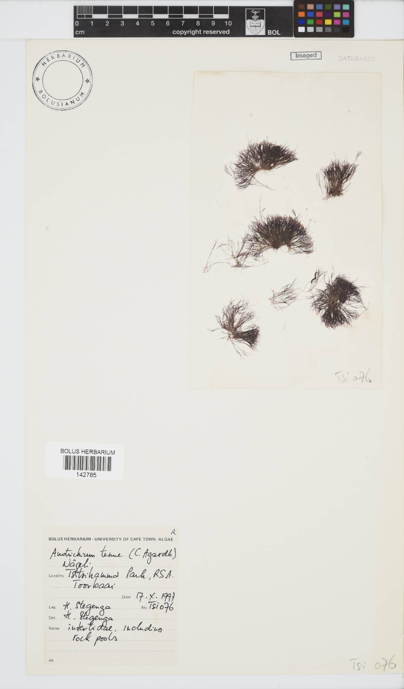 Anotrichium tenue image