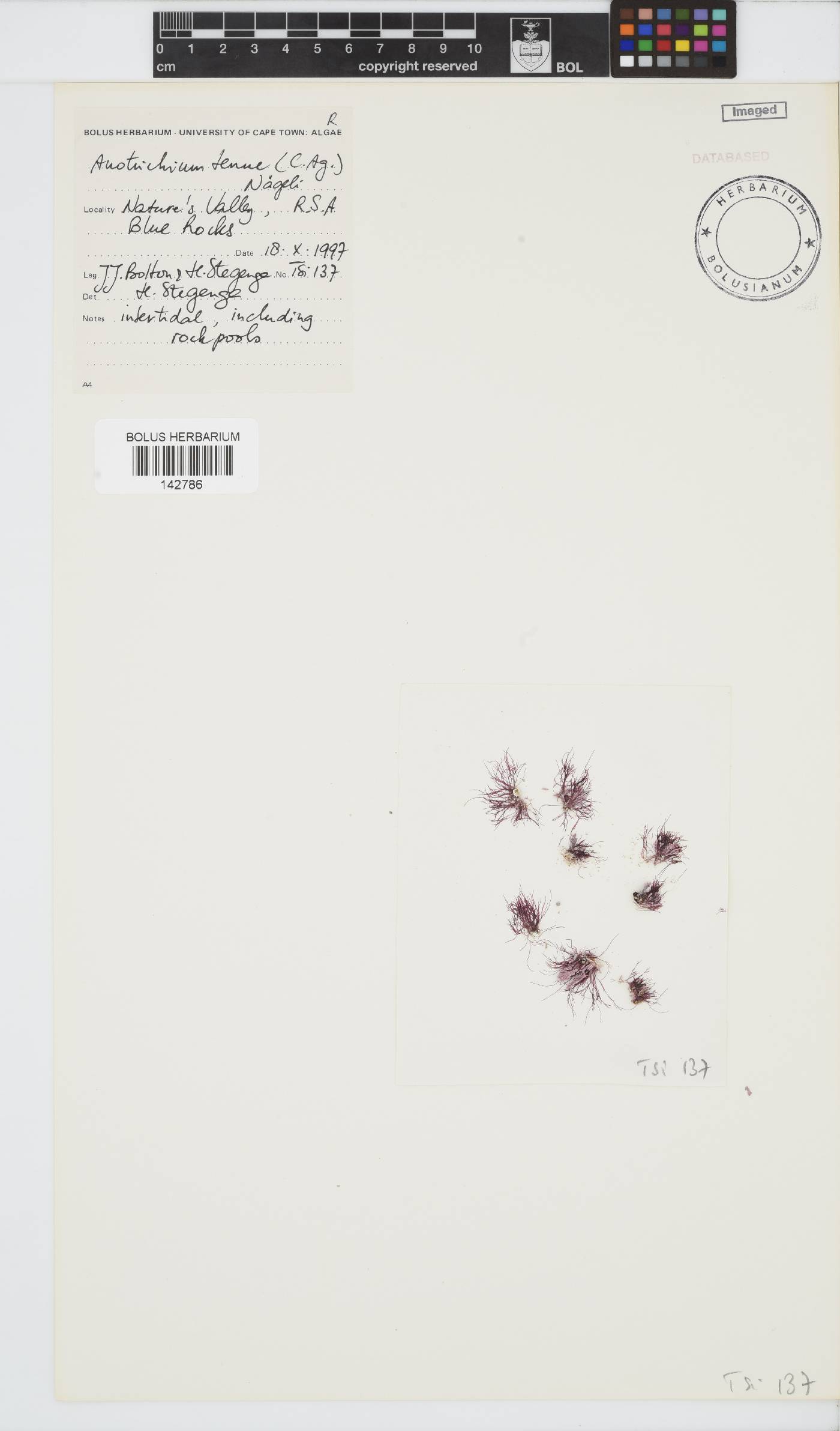 Anotrichium tenue image
