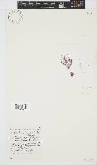 Anotrichium tenue image