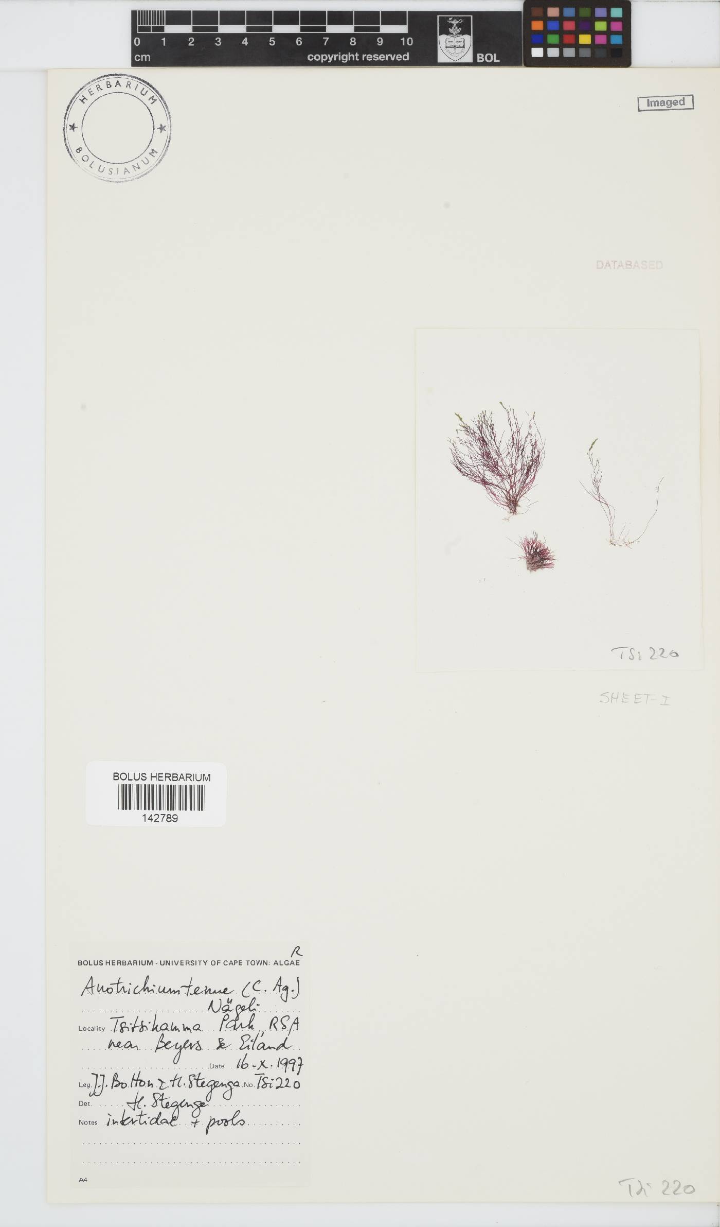 Anotrichium tenue image
