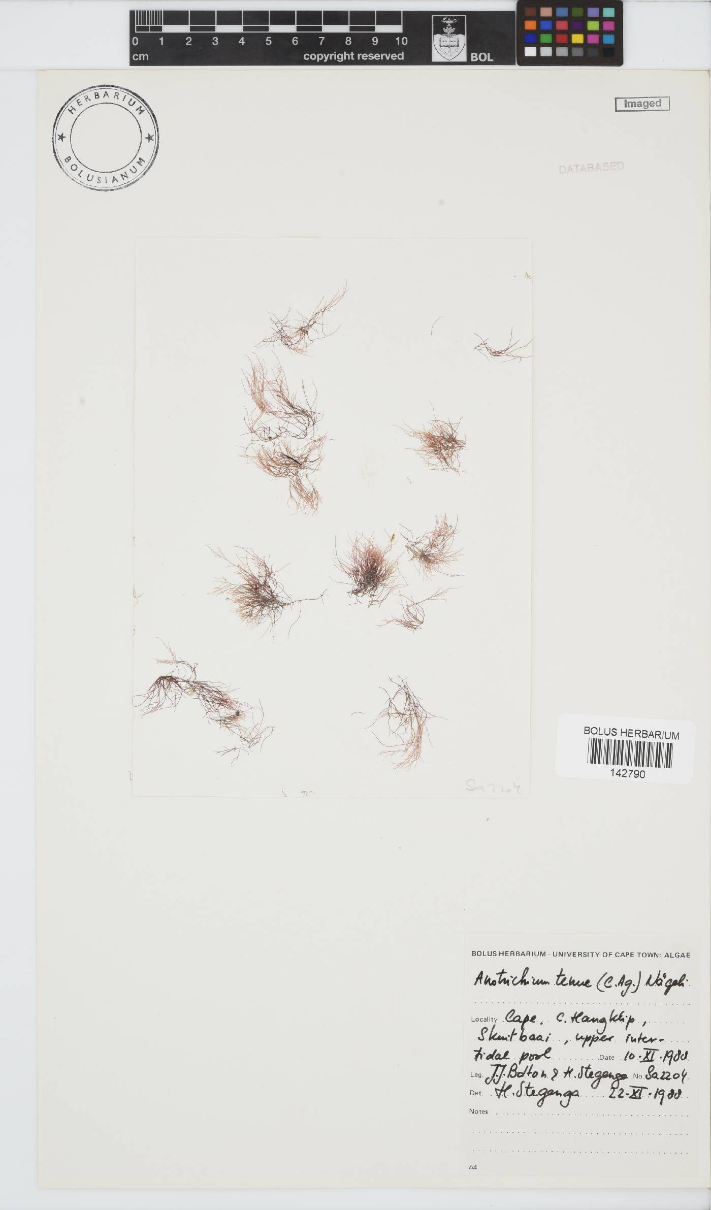Anotrichium tenue image
