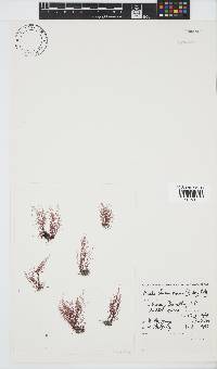 Anotrichium tenue image