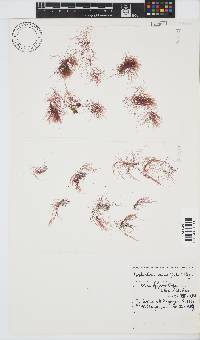 Anotrichium tenue image