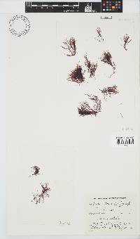 Anotrichium tenue image