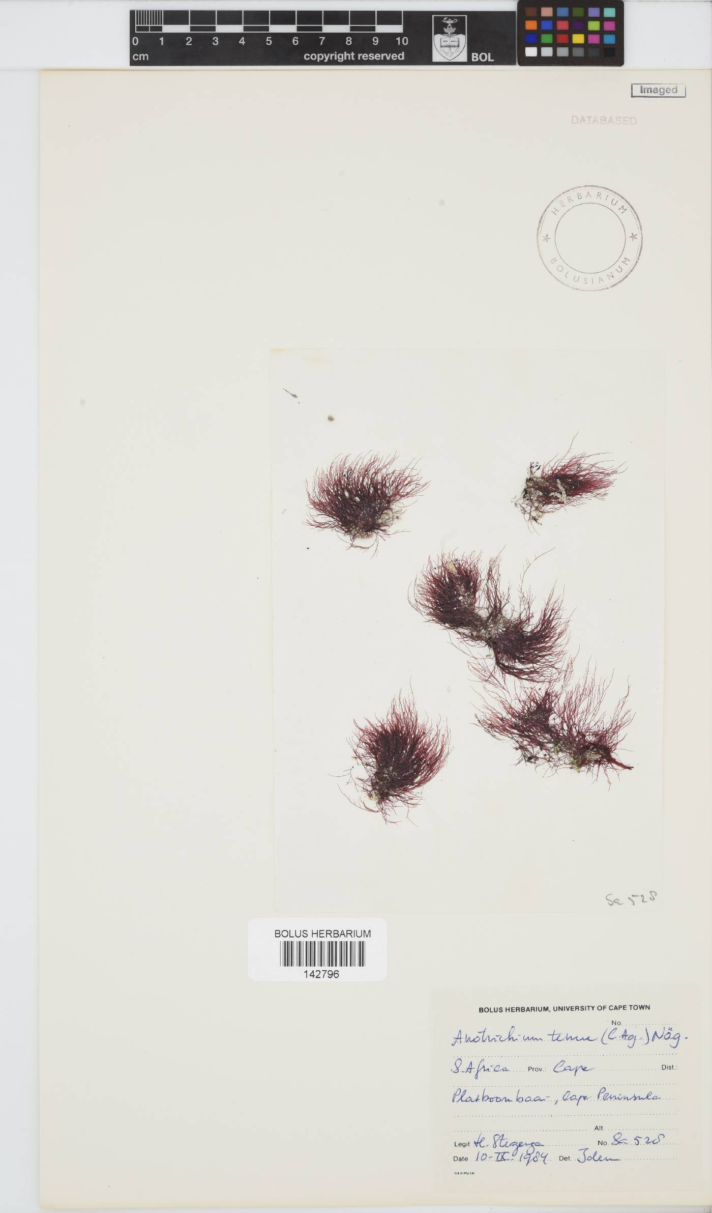 Anotrichium tenue image