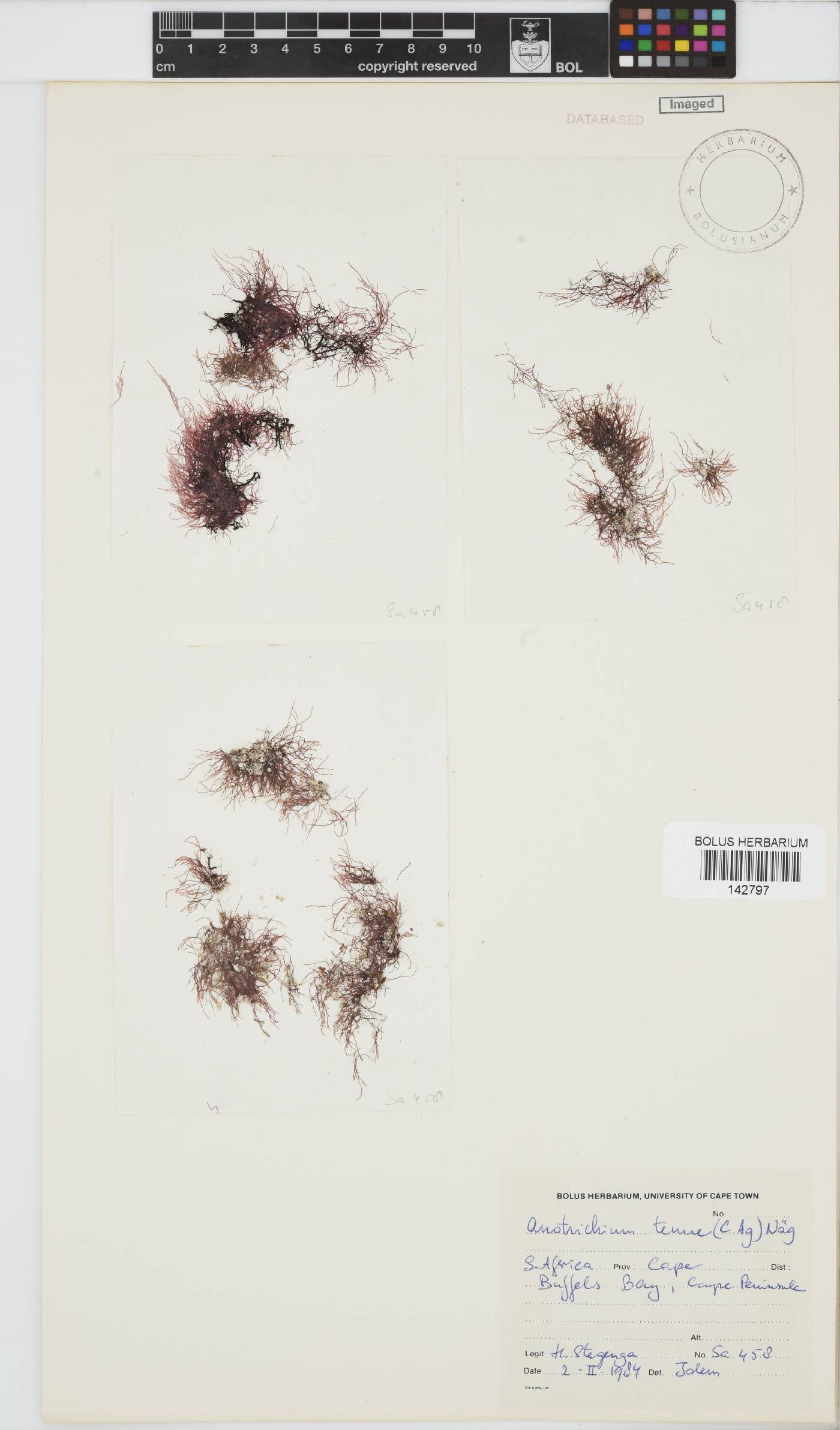 Anotrichium image