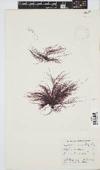 Anotrichium tenue image