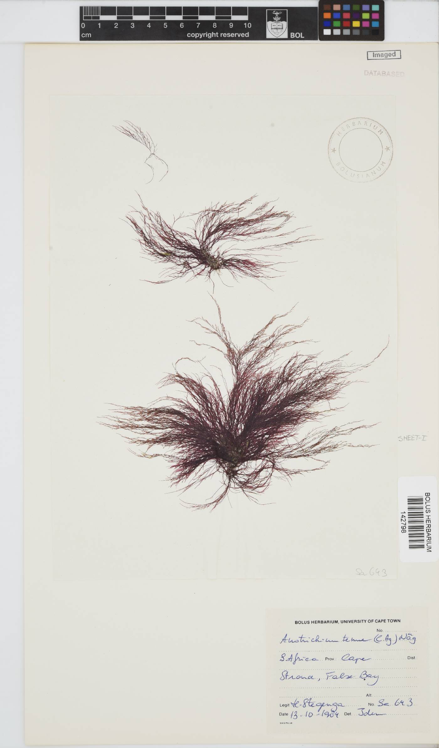 Anotrichium tenue image