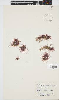 Anotrichium tenue image