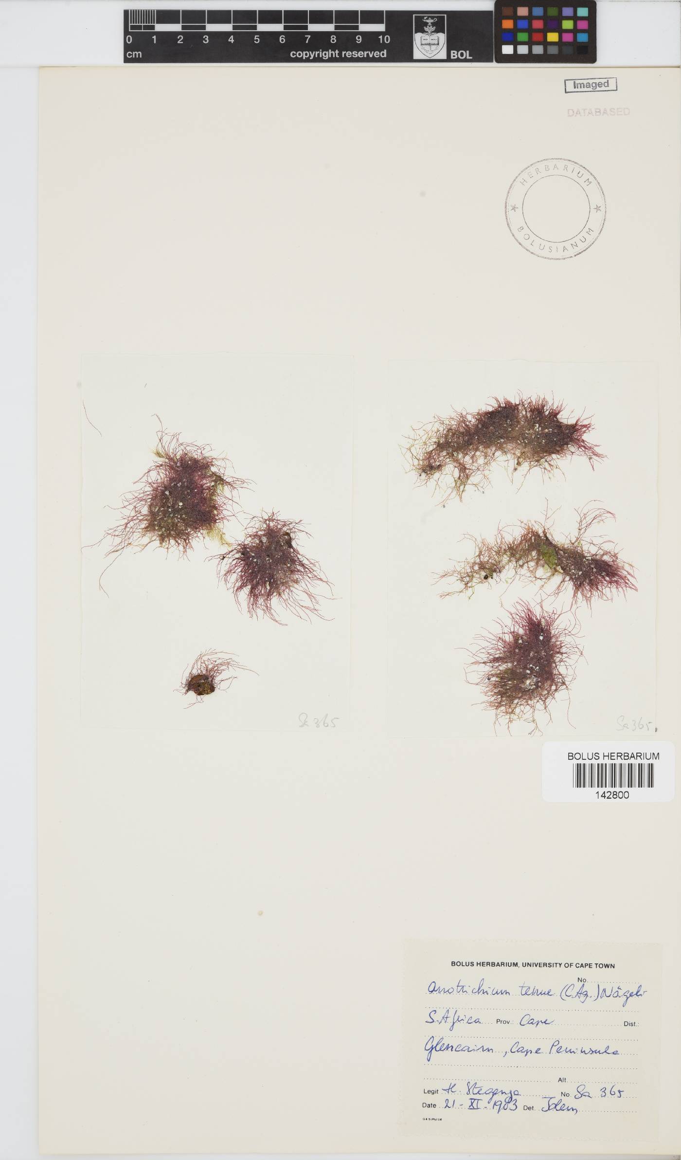 Anotrichium tenue image