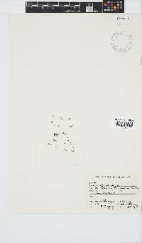 Antithamnion diminuatum image