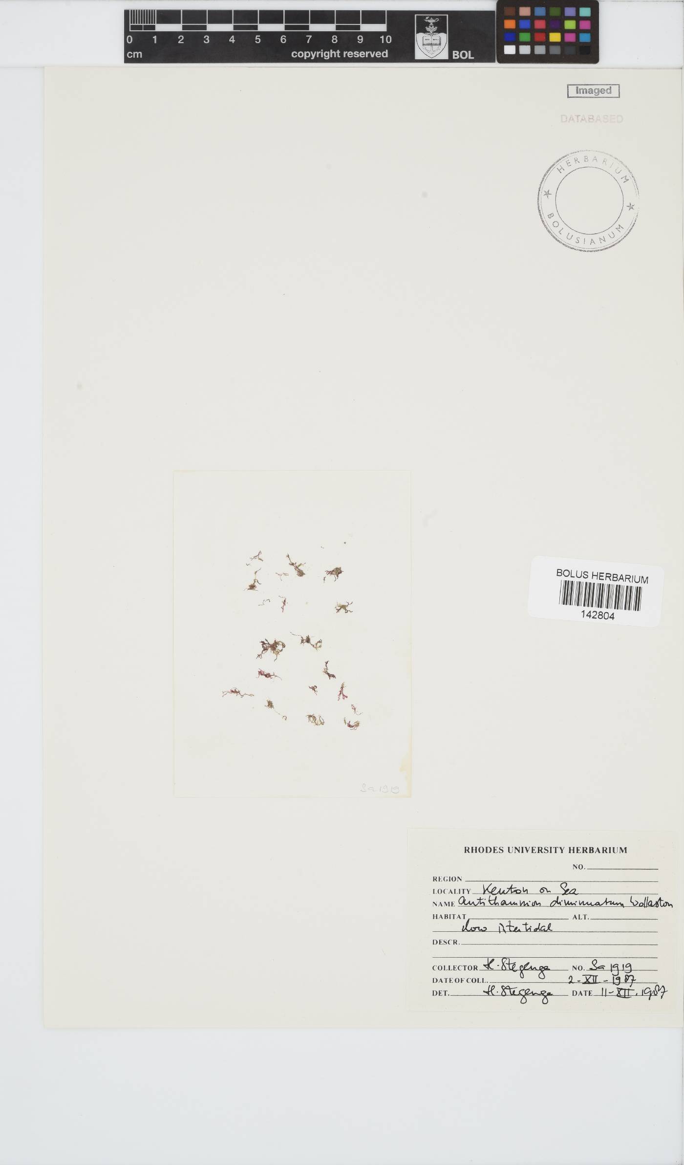 Antithamnion diminuatum image