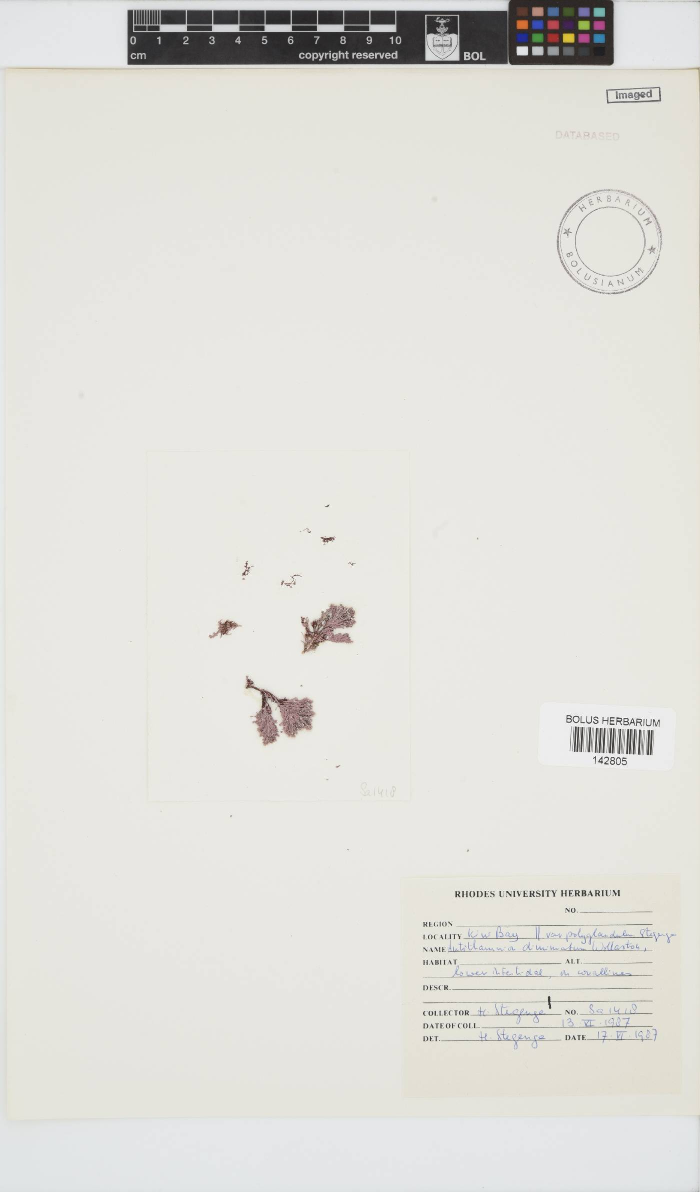 Antithamnion compactum image